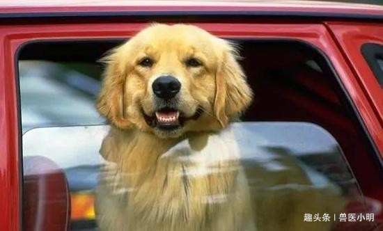 怎样寄宠物 372ae1fb0a4548d7ad8dd08cc389d740.jpeg