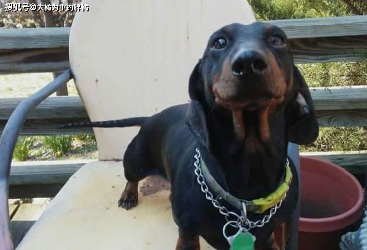 女子的愛犬被偷，警察在臭水溝裡發現愛犬，小偷竟為了這事綁架它 寵物 第3張