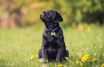 為什麼很少有人養黑色拉布拉多犬？無非這3個原因 寵物 第3張