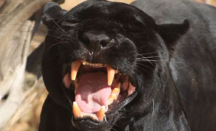 原来，黑豹就是XXXXL号的黑猫啊！