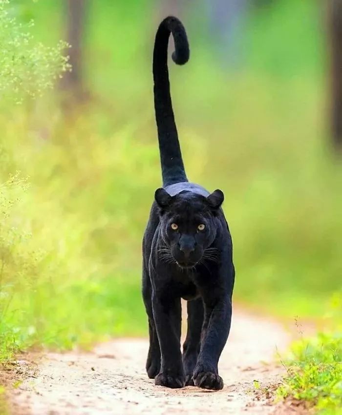 原来，黑豹就是XXXXL号的黑猫啊！