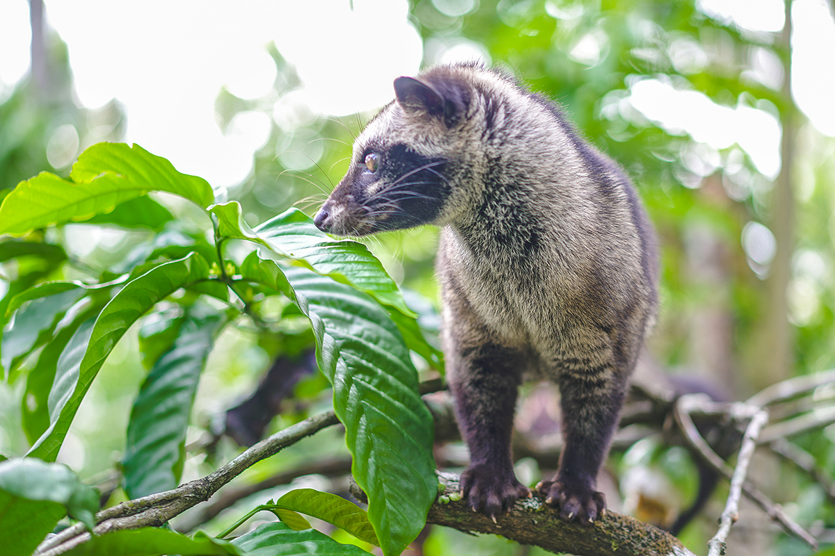 原创果子狸和麝香猫等灵猫科动物与高价猫屎咖啡之间可描述的故事