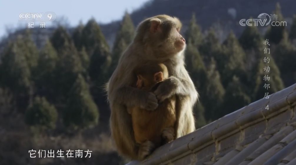 原来大城市的野生动物这么多！被忽略的央视神作