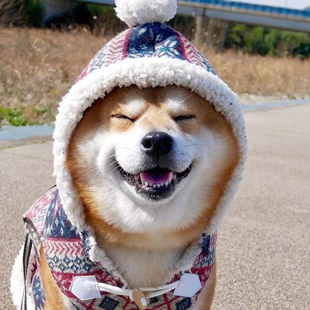 日本一柴犬因笑容治愈走红网络!网友:承包了我2020年的头像!