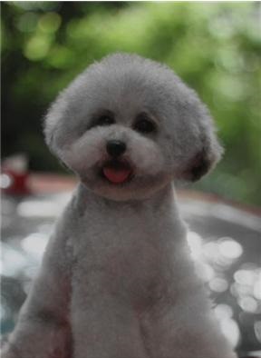 灰色泰迪返灰过程图片 9c752ef450044b5d8eeded5a0e22a524.jpeg