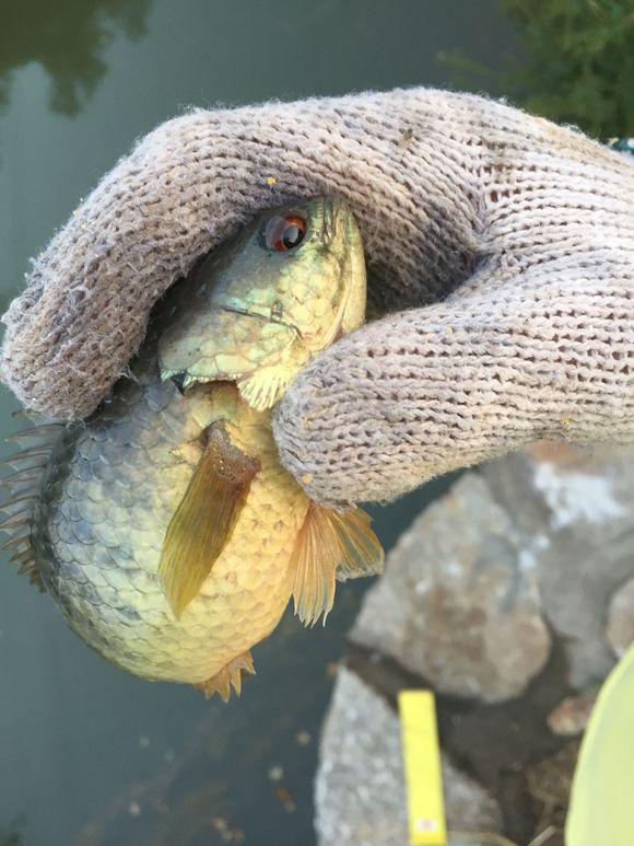 蛇皮鱼在赣州河道称霸鳞片似蛇皮浑身是刺许多钓鱼人被刺伤