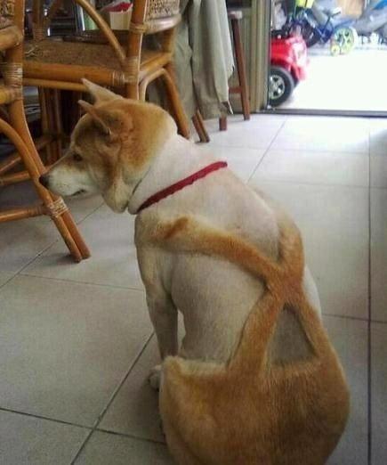 兽是指些什么动物呢 c1266b6a98a24d07846c7041194c90d6.jpeg