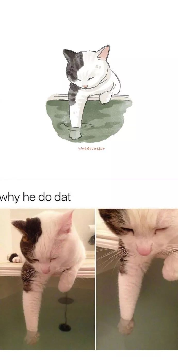 可爱又沙雕的猫咪合集