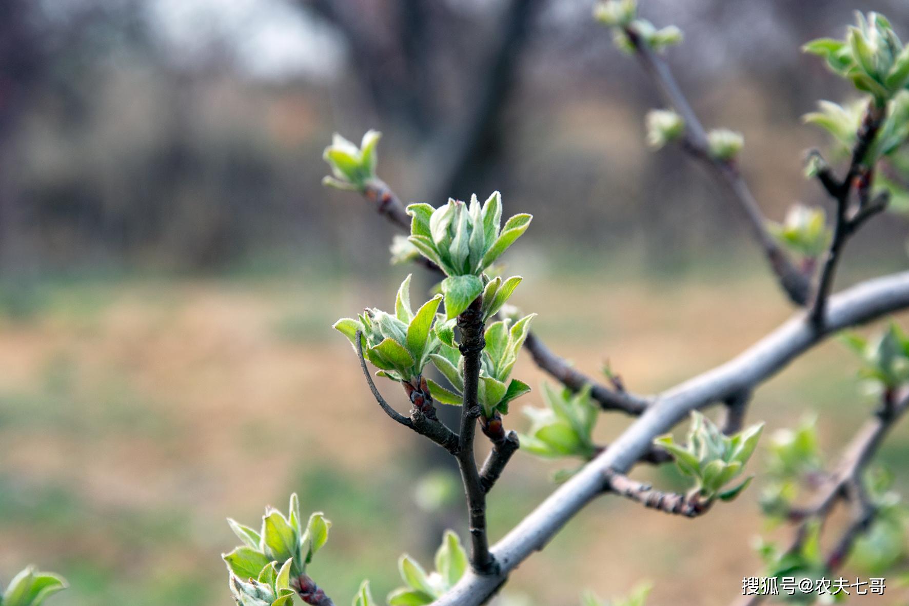 苹果树几年了怎么不开花 dc792bd0f64442b29b9900ba486fed06.jpeg