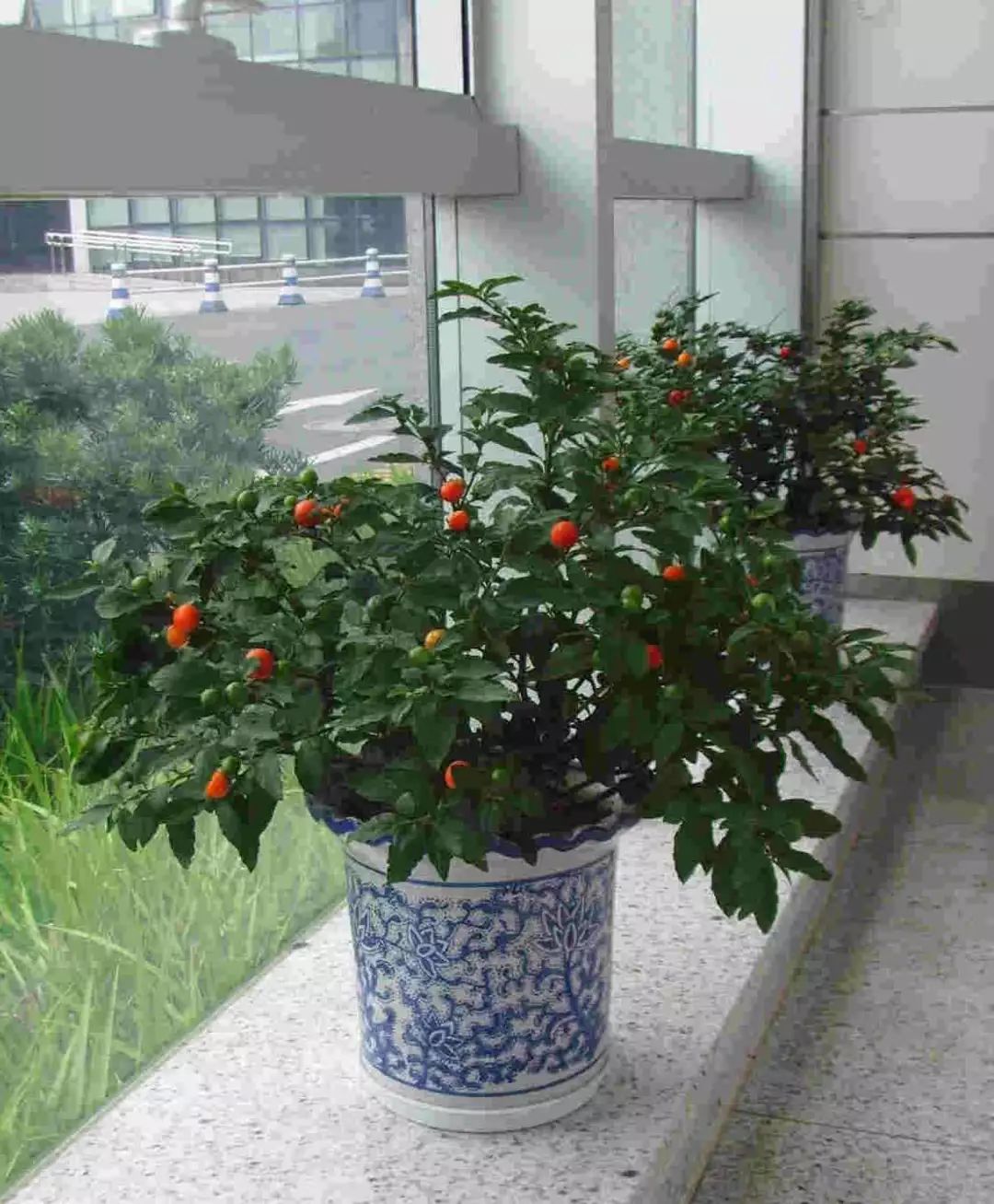 盆景西红柿惊艳亮相 e3b78af7beb24b908cfb671eea2e46fe.jpeg