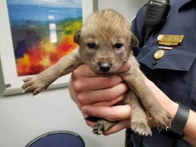 路邊撿到一隻小狗送去警局，訓犬師一看嚇壞了：這可不是狗 寵物 第5張