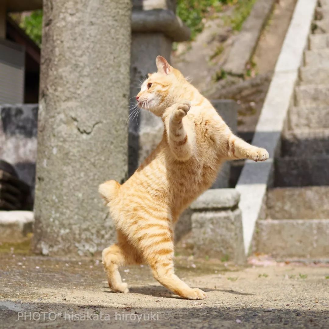 夕阳西下，练拳猫在天涯！