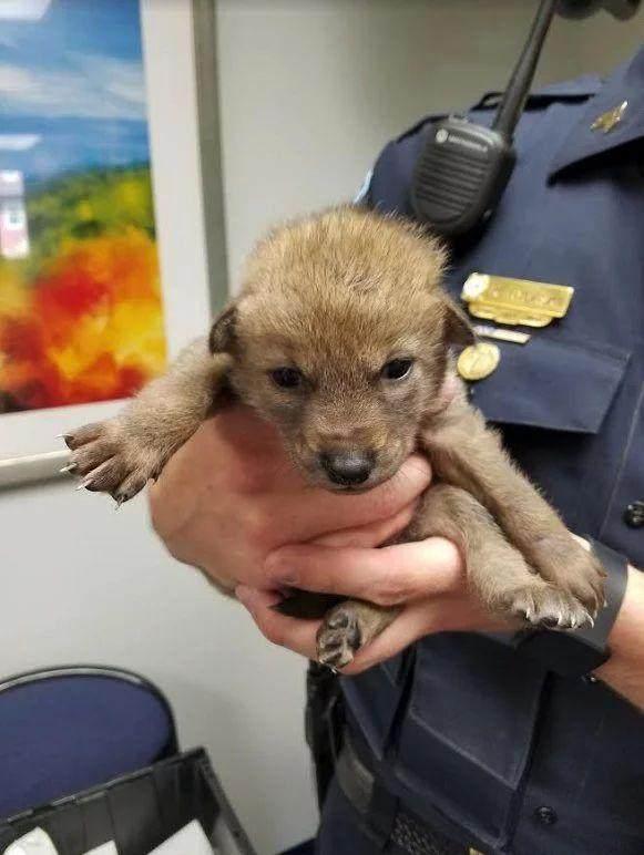 路邊撿到一隻小狗送去警局，訓犬師一看嚇壞了：這可不是狗 寵物 第2張