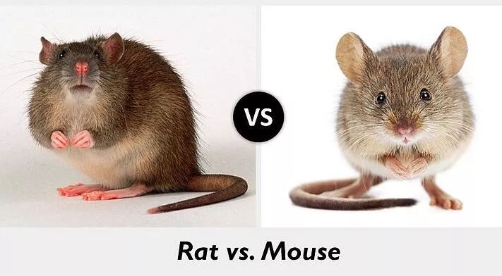 rat vs mouse