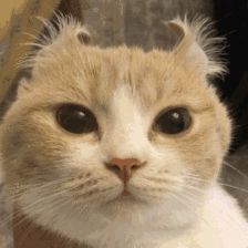 壁纸 动物 猫 猫咪 小猫 桌面 224_224 gif 动态图 动图
