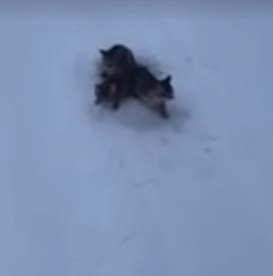 3隻貓咪被凍在雪地中嗷嗷叫，大叔一杯咖啡澆下去，救了3條命 寵物 第2張