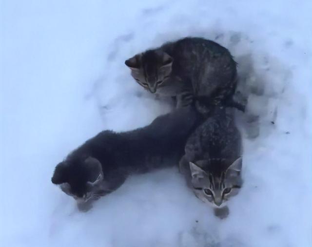 3隻貓咪被凍在雪地中嗷嗷叫，大叔一杯咖啡澆下去，救了3條命 寵物 第1張