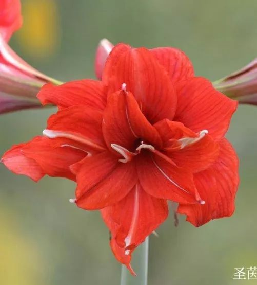 朱顶兰·如意花|愿疫情早日消弭,生命健康平安!