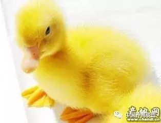 鸭子里面可以放柠檬吗 4e3674dfe36f45cfa6dab315f7e9f7b6.jpeg