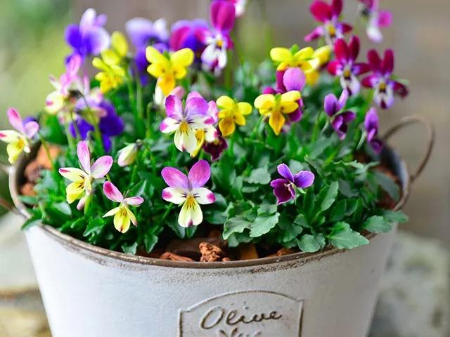 开花最勤的植物 520ffbda16b349b98feb4f53de83392e.jpeg