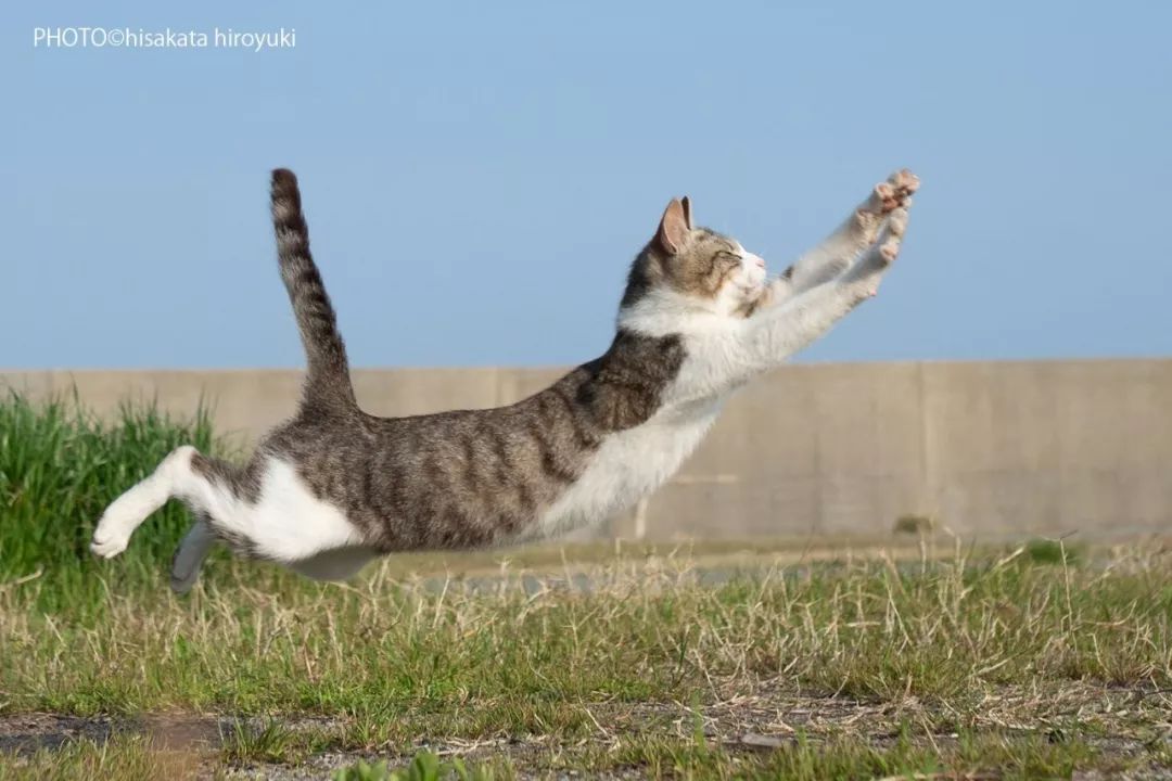 夕阳西下，练拳猫在天涯！