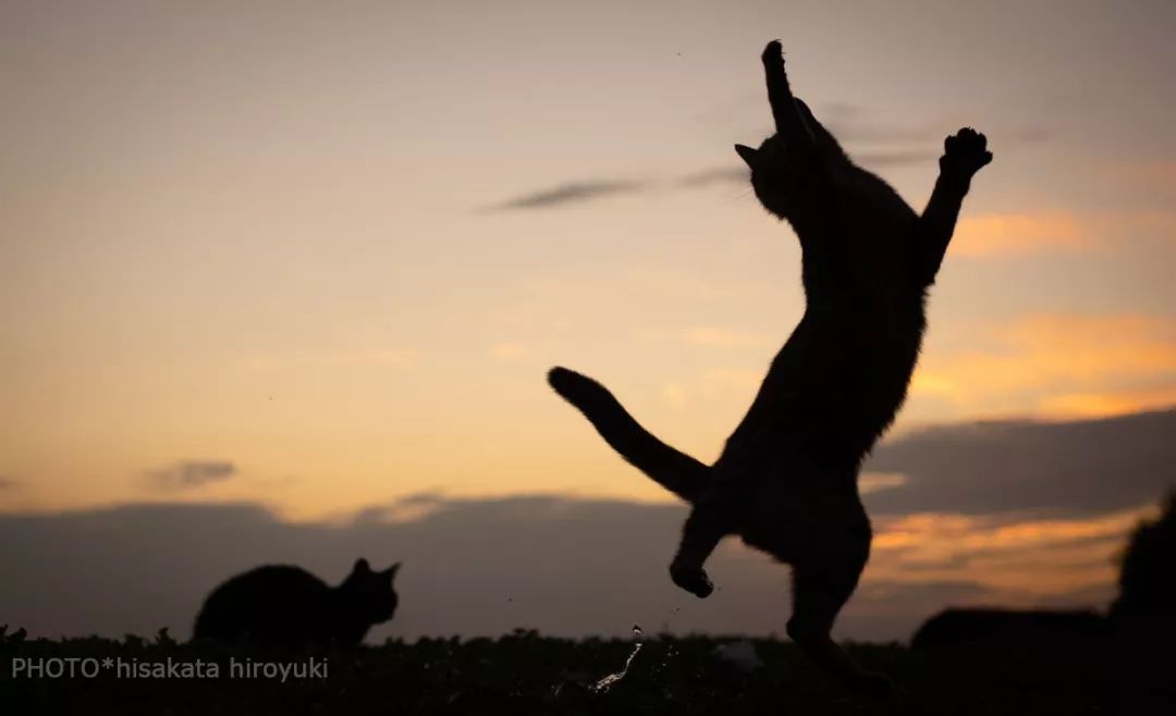 夕阳西下，练拳猫在天涯！