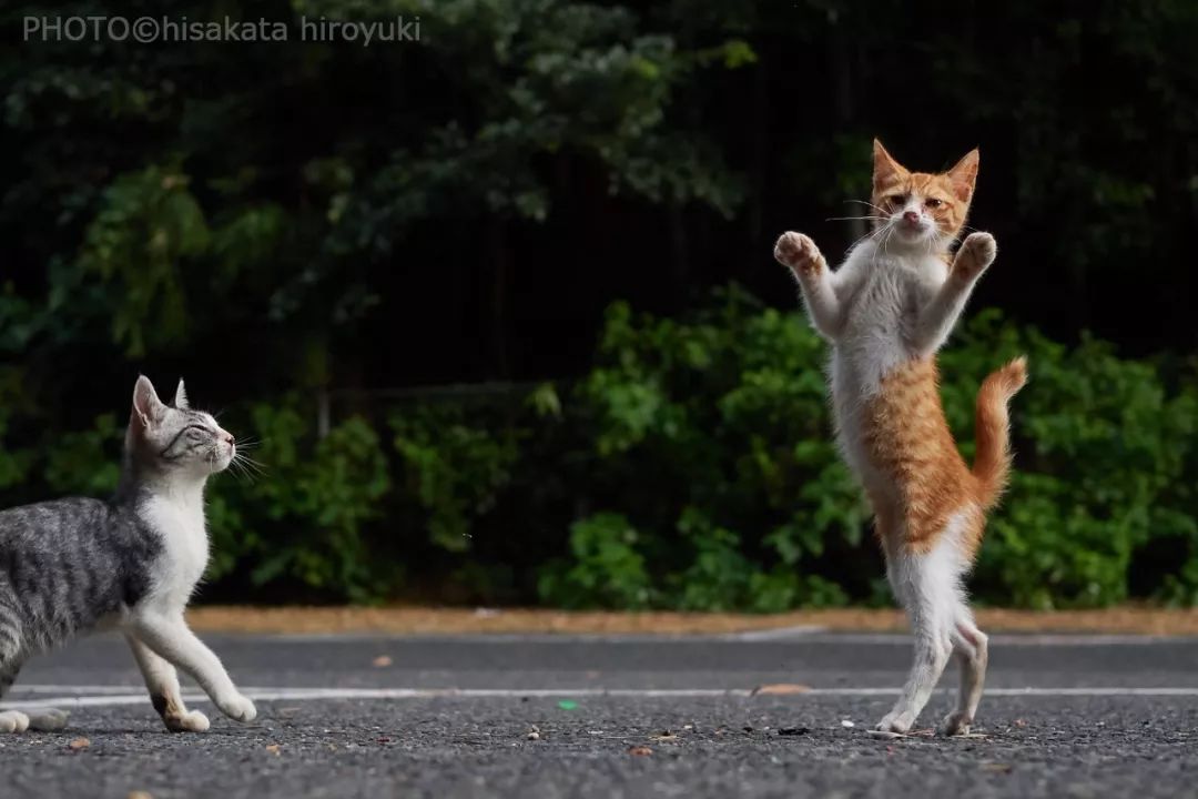 夕阳西下，练拳猫在天涯！