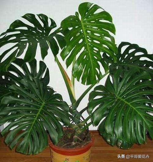 龟背竹怎么种植才能活 a5ad3345b4664e6b92a1cb6d12b77f96.jpeg