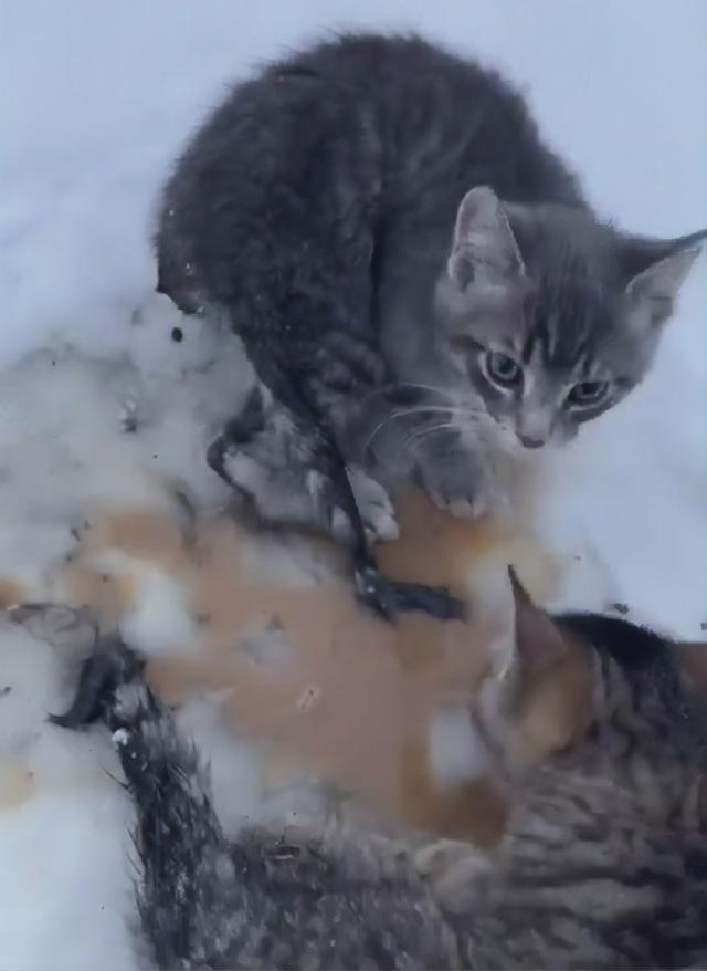 3隻貓咪被凍在雪地中嗷嗷叫，大叔一杯咖啡澆下去，救了3條命 寵物 第5張