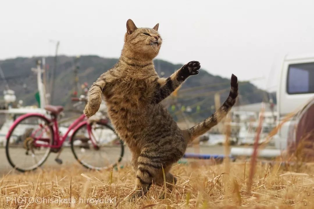 夕阳西下，练拳猫在天涯！