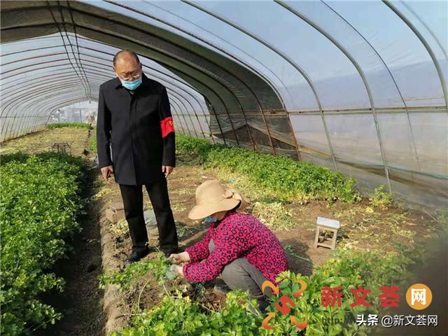 南京六合雄州街道骁营蔬菜合作社全员行动保供市场