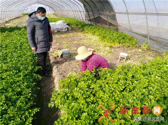 南京六合雄州街道骁营蔬菜合作社全员行动保供市场