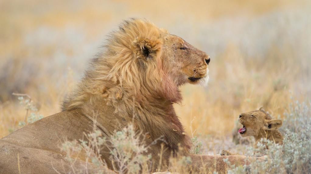 纳米比亚,雄狮和小狮子多懒,母狮子出外觅食;ozkan ozmen