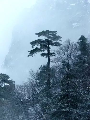 碧虚无云风不起,山上长松山下水松柏亦有顽强不衰的生命之美,代表了