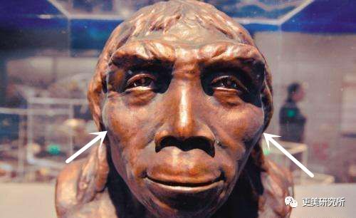 二是因为最早期的猿人颧骨骨块就非常突出,因此长着高颧骨的人有返祖