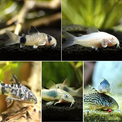 鼠鱼可以养吗 5b32611466bd453bb1863050ca67f052.jpeg