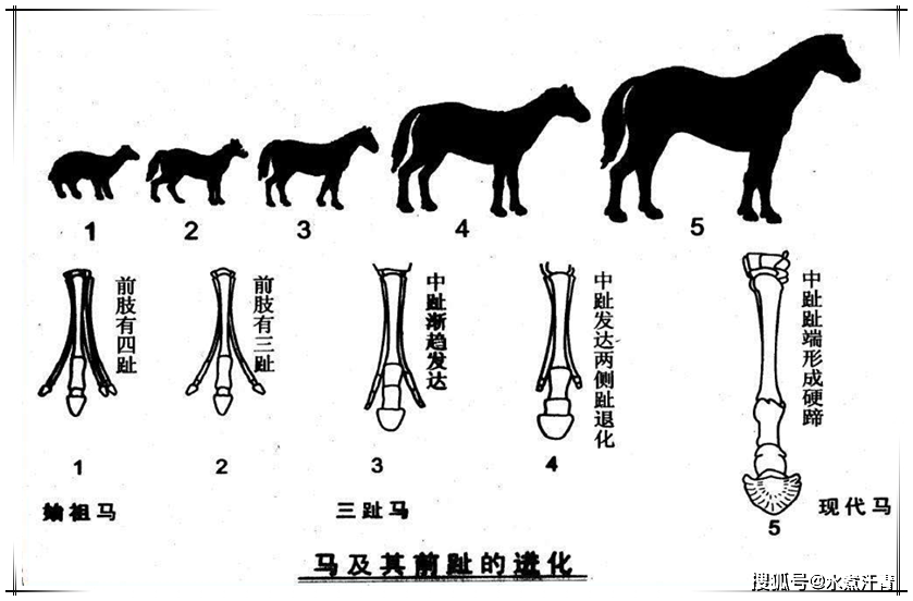 比如马的进化过程,始祖马的体型比较小,前脚是四个脚趾,后来进化到