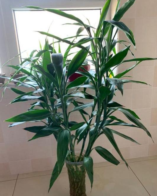 富贵竹几天换水最合适 60777b76f64c4d38995d2565dcb867be.jpeg