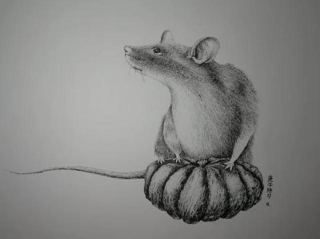 《鼠年画鼠》泡沫奶茶的水彩画杨耀辉的钢笔白描影子的钢笔画《鼠》