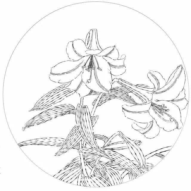 【国画教程】吉祥寓意花鸟白描