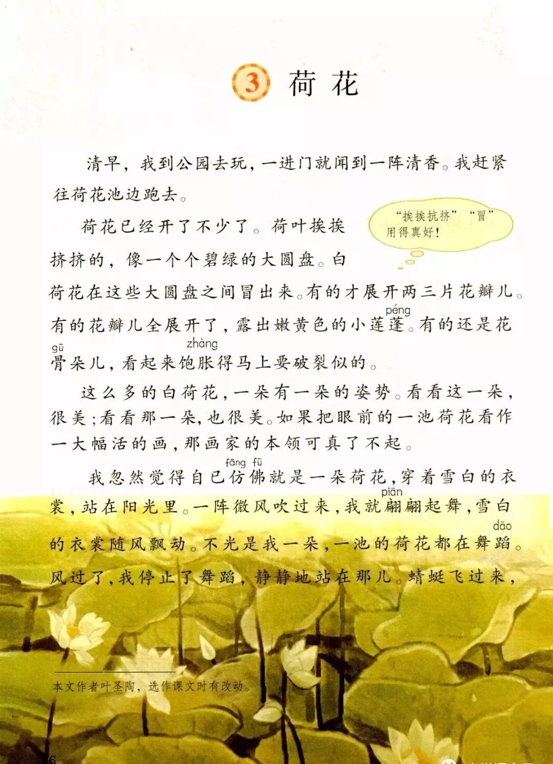 (1)课文在线—荷花