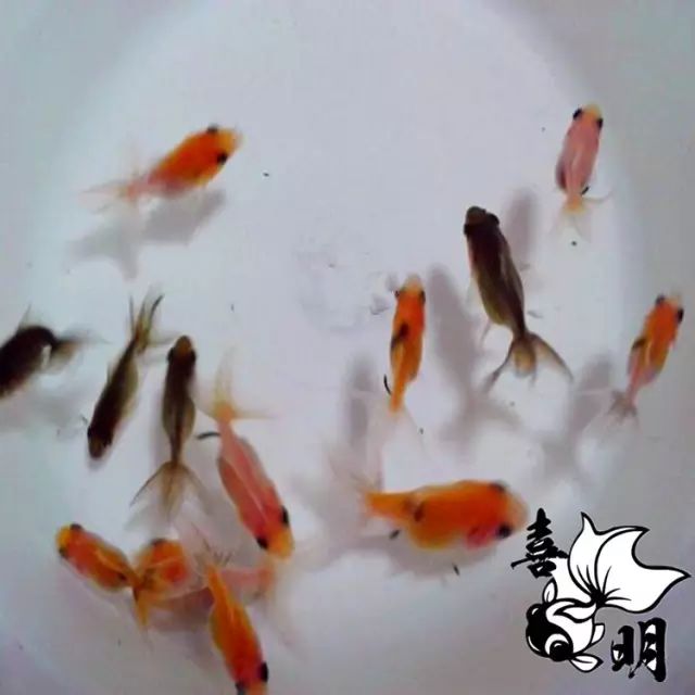 怎么挑选小金鱼 94d89d98515e4c1abc9bf131c3def0c3.jpeg