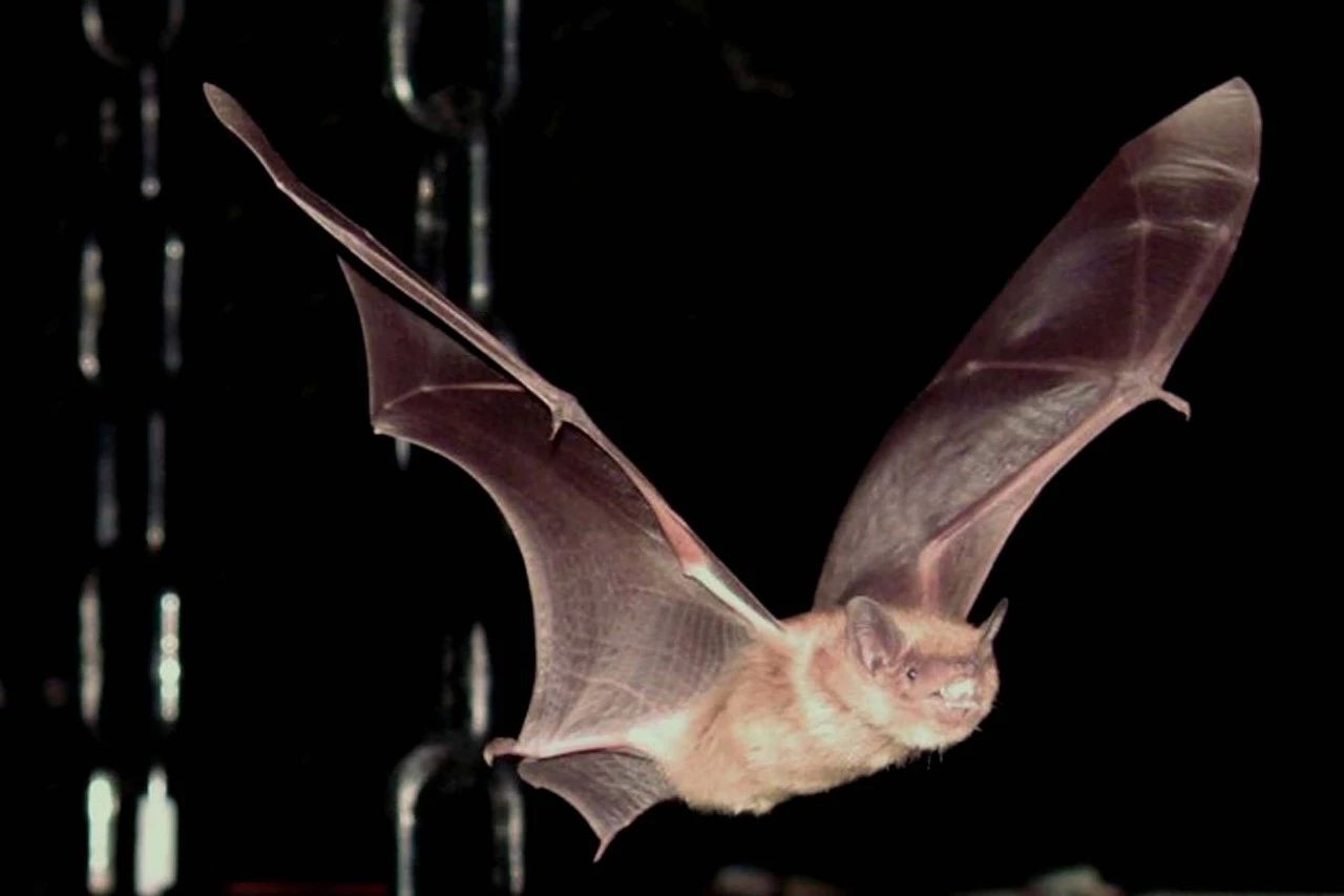 澳洲维多利亚野生动物园 蝙蝠宝宝萌态十足_博览_环球网