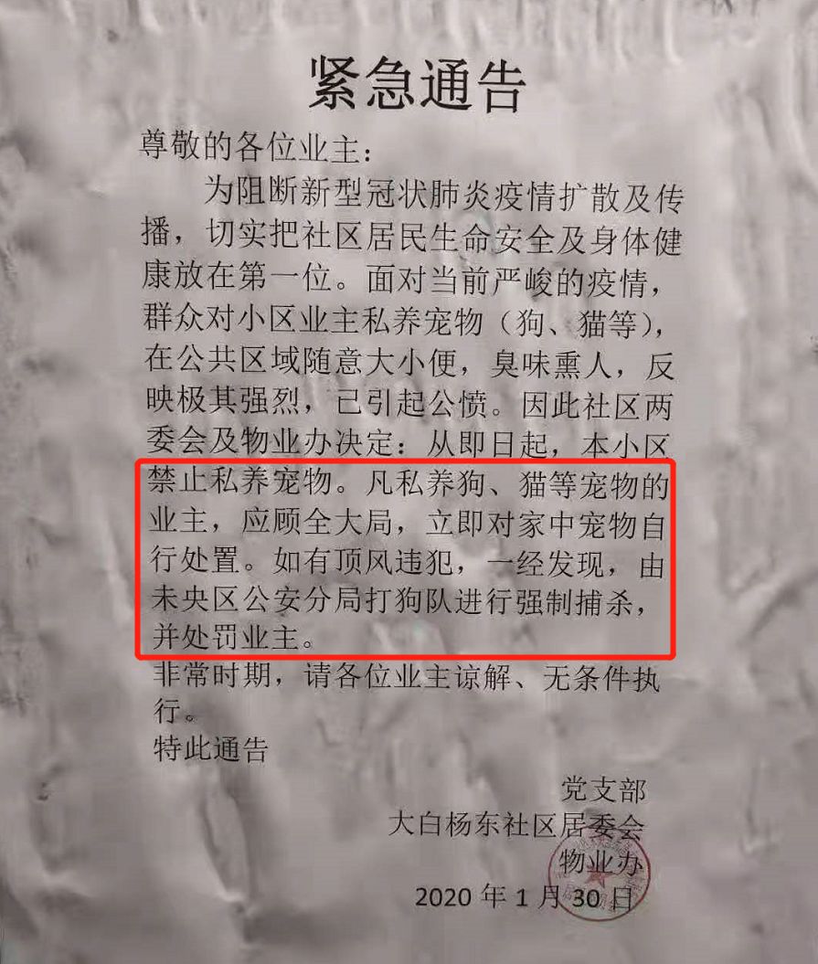 果然，有人开始扔狗了，高楼直接抛下...