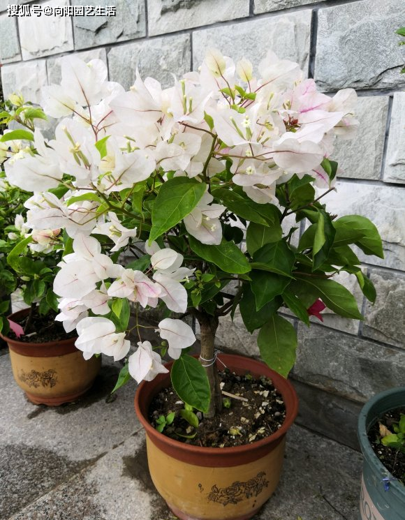 盆栽花怎么剪枝 9fe4d53ceed3432192df24afc20fc3d6.png