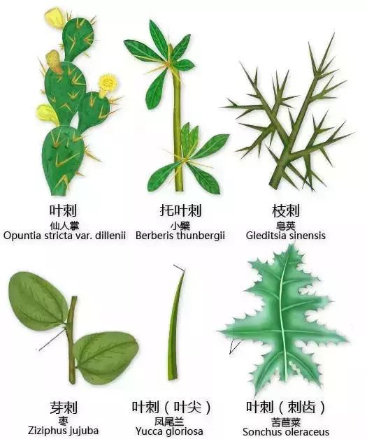 经典| 超实用的植物形态图解大全,养花必读!