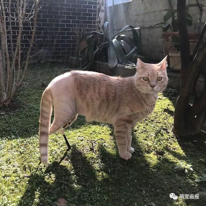 失去后腿的猫咪做了假肢,坚强的生命值得学习