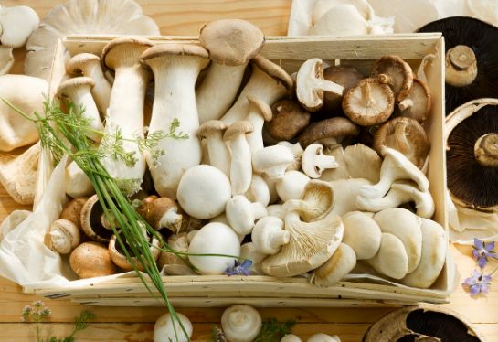 蘑菇要怎么保存 c5c88d6bb2be4dc3887f545c07b1bb02.jpeg