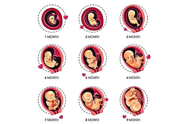 十月怀胎有多辛苦,10张图带你了解"孕育全过程",生命好神奇