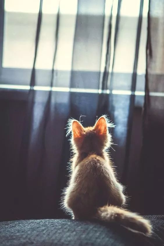 猫咪的背影杀真的怎么都看不够啊
